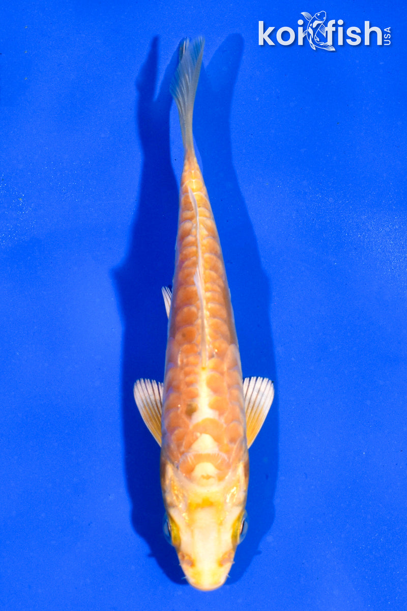 4.5" ARAGOKE YAMABUKI OGON