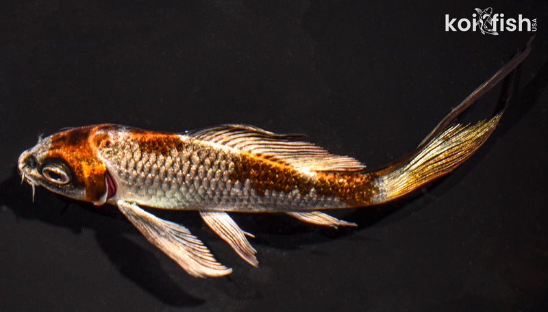 5.5" GINRIN BENI GINGA BUTTERFLY