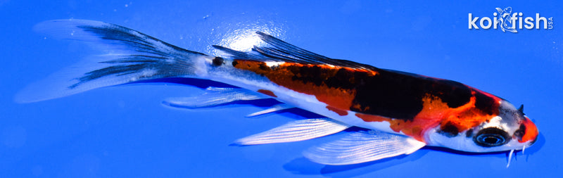 5.5" BENI KIKOKURYU BUTTERFLY