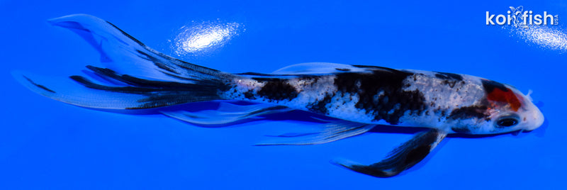 6" TANCHO SANKE BUTTERFLY