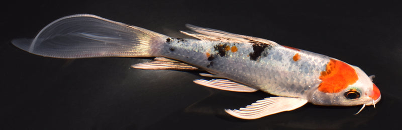 5.25" YAMATO NISHIKI BUTTERFLY