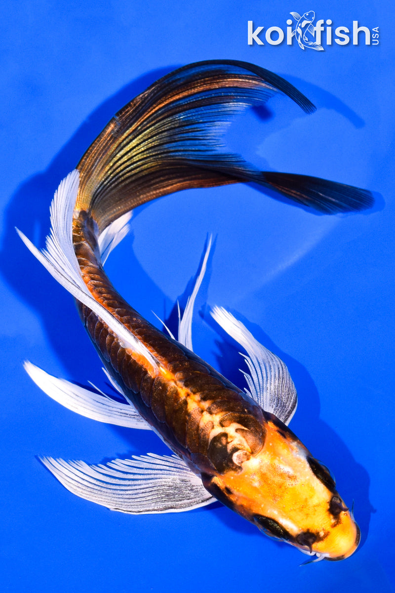 6.25" ARAGOKE BENI KIKOKURYU BUTTERFLY