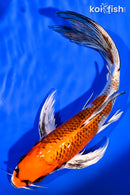 8.5" KUJAKU BUTTERFLY