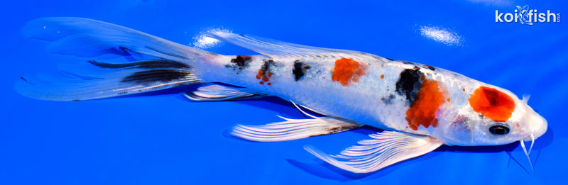8.25" YAMATO NISHIKI BUTTERFLY