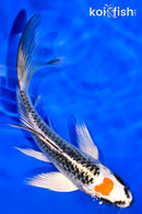 5.5" TANCHO KUJAKU BUTTERFLY