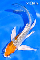 5.5" KUJAKU BUTTERFLY