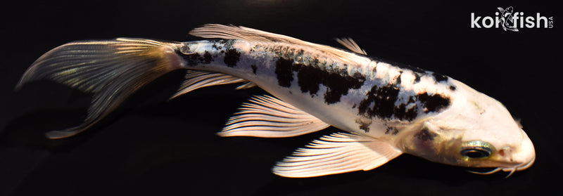 5.25" DOITSU GIN SHIRO BEKKO BUTTERFLY