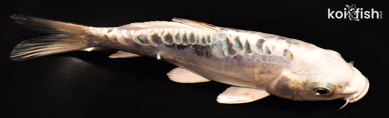 6" ARAGOKE KIKOKURYU