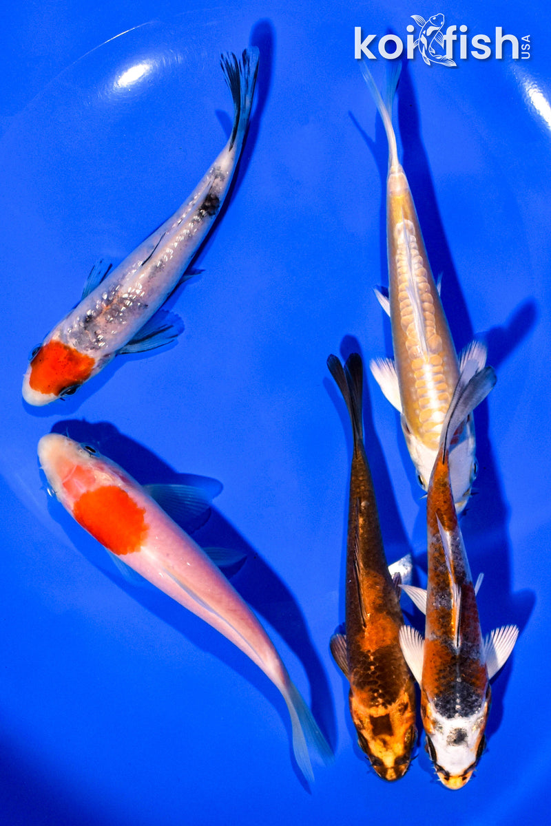 PACK OF (5) 4-5" STANDARD KOI