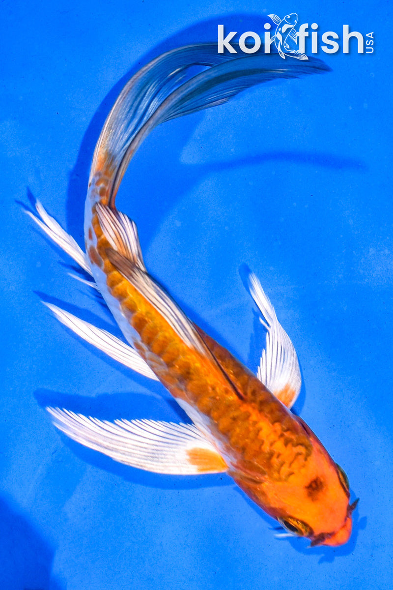 5.5" ARAGOKE BENI KIKOKURYU BUTTERFLY