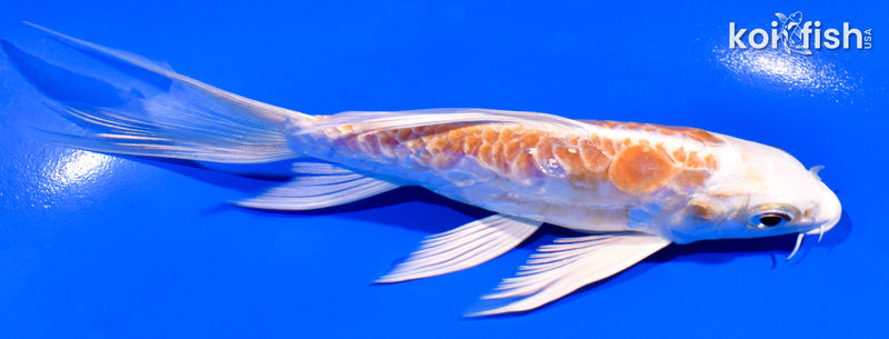 5.25" ARAGOKE KIKUSUI BUTTERFLY