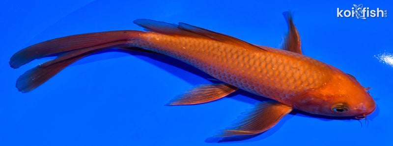 7.5" CHAGOI BUTTERFLY