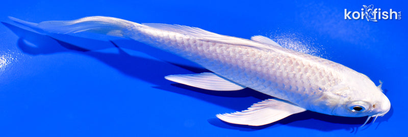 5.75" PLATINUM OGON BUTTERFLY