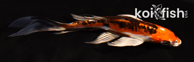 5" BENI KIKOKURYU BUTTERFLY