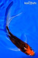 6.75" BENI MATSUKAWABAKE BUTTERFLY