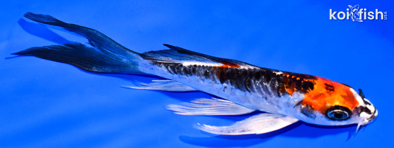 5.75" ARAGOKE BENI KIKOKURYU BUTTERFLY