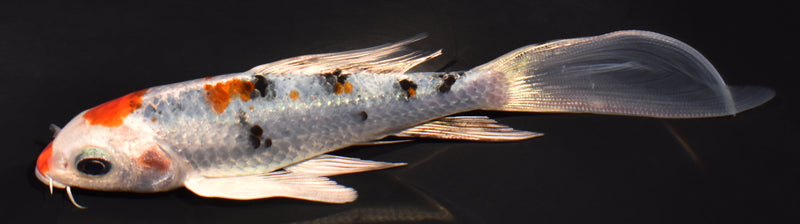 5.25" YAMATO NISHIKI BUTTERFLY