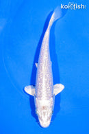 5" GINRIN PLATINUM OGON