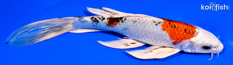 8" YAMATO NISHIKI BUTTERFLY