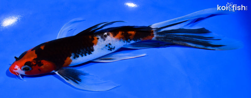 7.5" SANKE BUTTERFLY