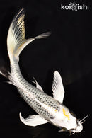 6.75" GIN MATSUBA BUTTERFLY