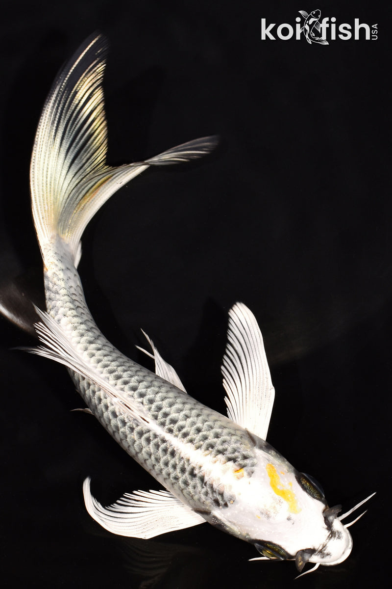 6.75" GIN MATSUBA BUTTERFLY