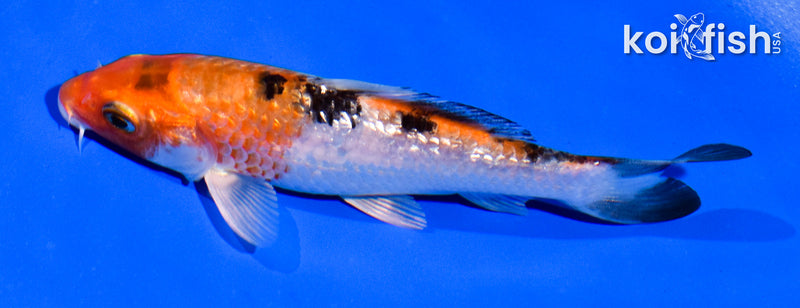 4.5" GINRIN YAMATO NISHIKI