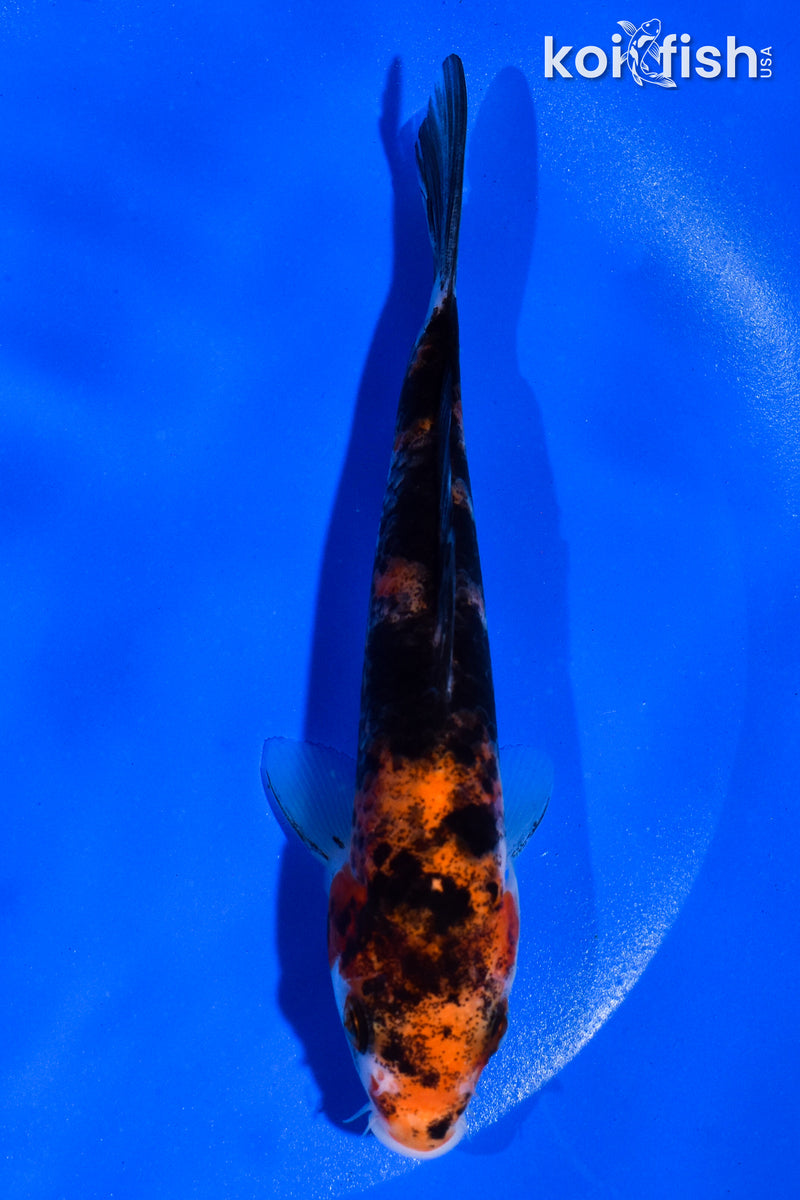 5.5" AKA SANKE