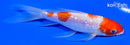 5.25" GINRIN YONDAN KOHAKU BUTTERFLY