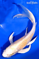 8" LEMON HARIWAKE BUTTERFLY