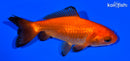 4" WAKIN GOLDFISH