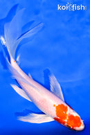 7" HARIWAKE BUTTERFLY