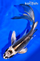 6.75" GINGA BUTTERFLY