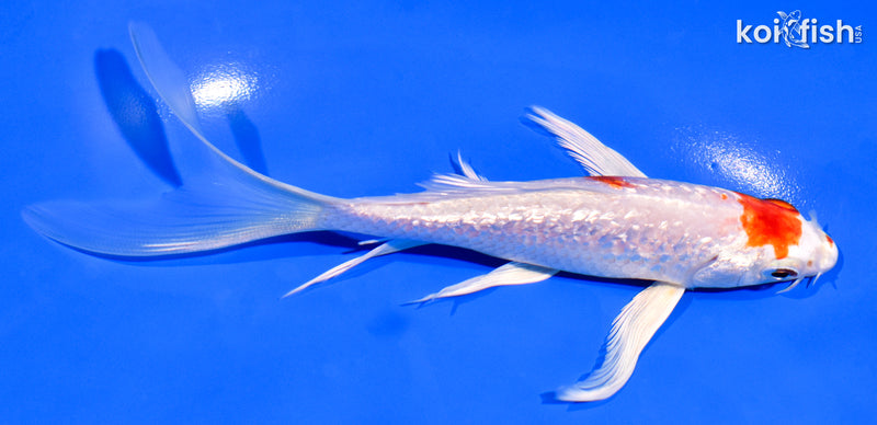 5.75" GINRIN HARIWAKE BUTTERFLY