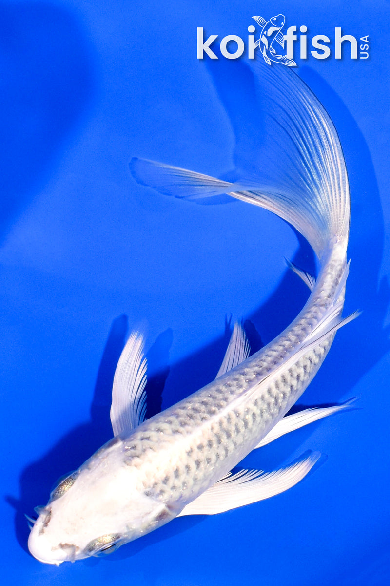 5.25" GIN MATSUBA BUTTERFLY