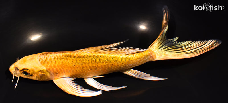 7" KI MATSUBA BUTTERFLY