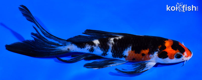 5.5" SANKE BUTTERFLY