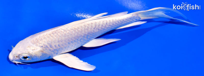 5.75" PLATINUM OGON BUTTERFLY