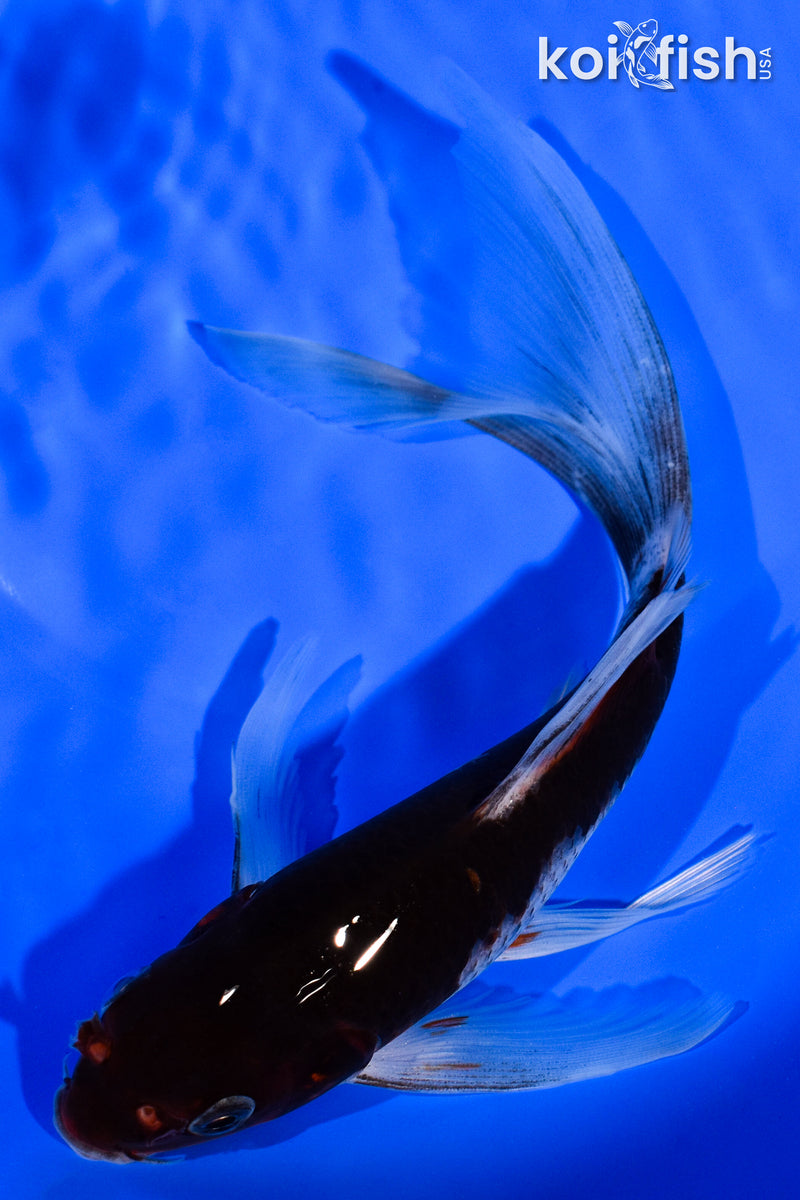 7.5" BENI MATSUKAWABAKE BUTTERFLY