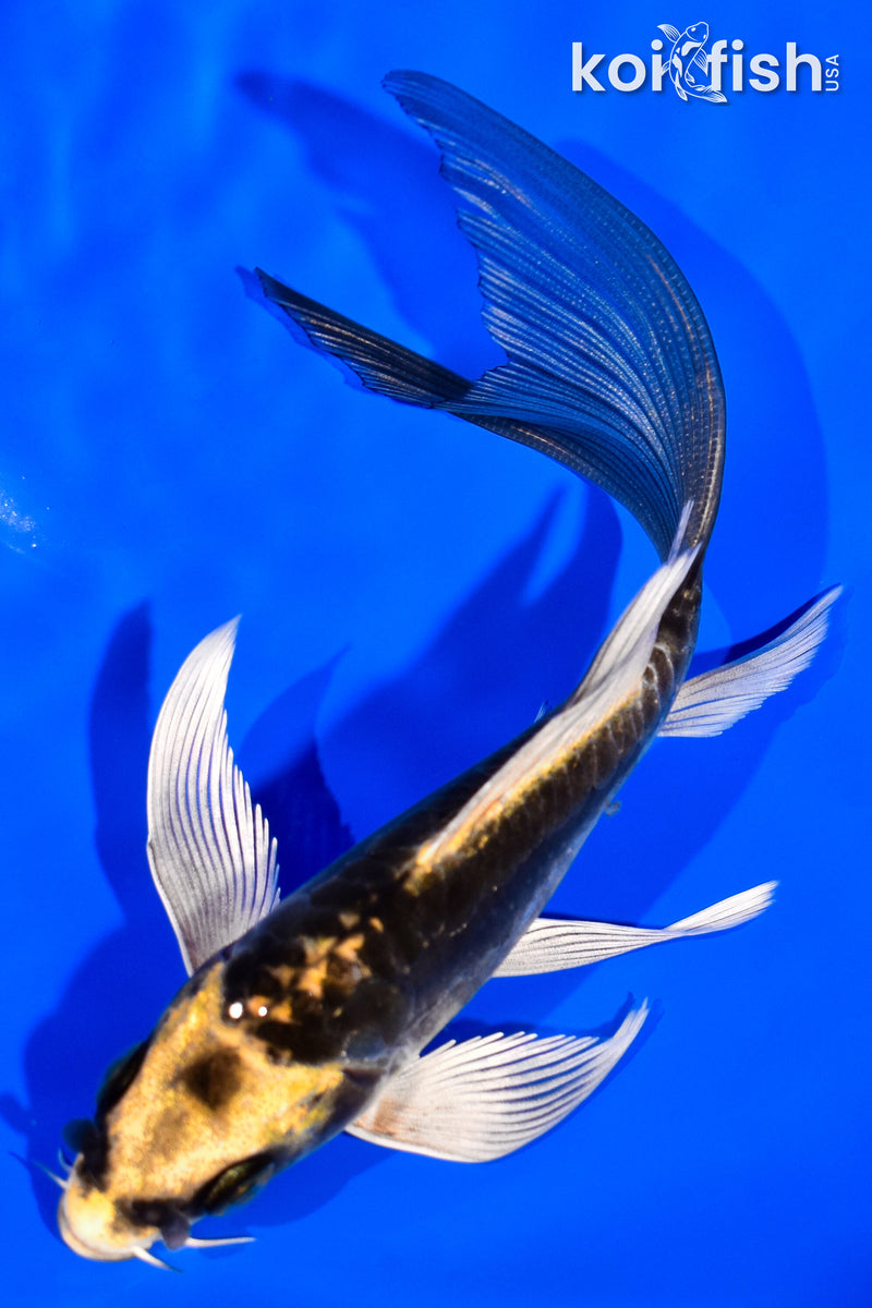 5.25" KABUTO BUTTERFLY