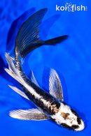 5.75" KIKOKURYU BUTTERFLY