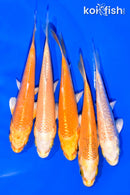 PACK OF (5) 3-4" STANDARD KOI