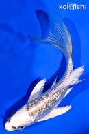 5.75" GINRIN GIN MTSUBA BUTTERFLY