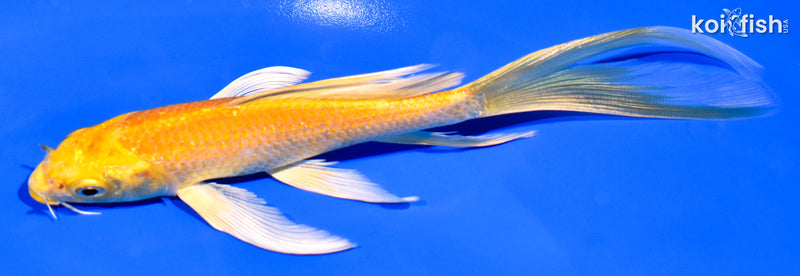 6.25" YAMABUKI OGON BUTTERFLY