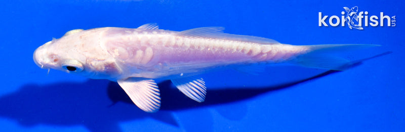 4.5" ARAGOKE PLATINUM OGON