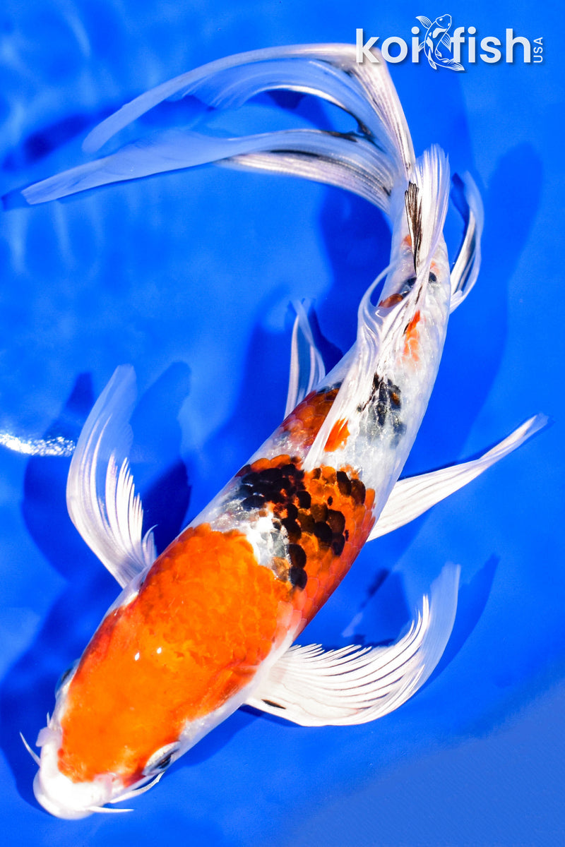 8.5" YAMATO NISHIKI BUTTERFLY
