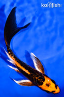 6.25" ARAGOKE BENI KIKOKURYU BUTTERFLY