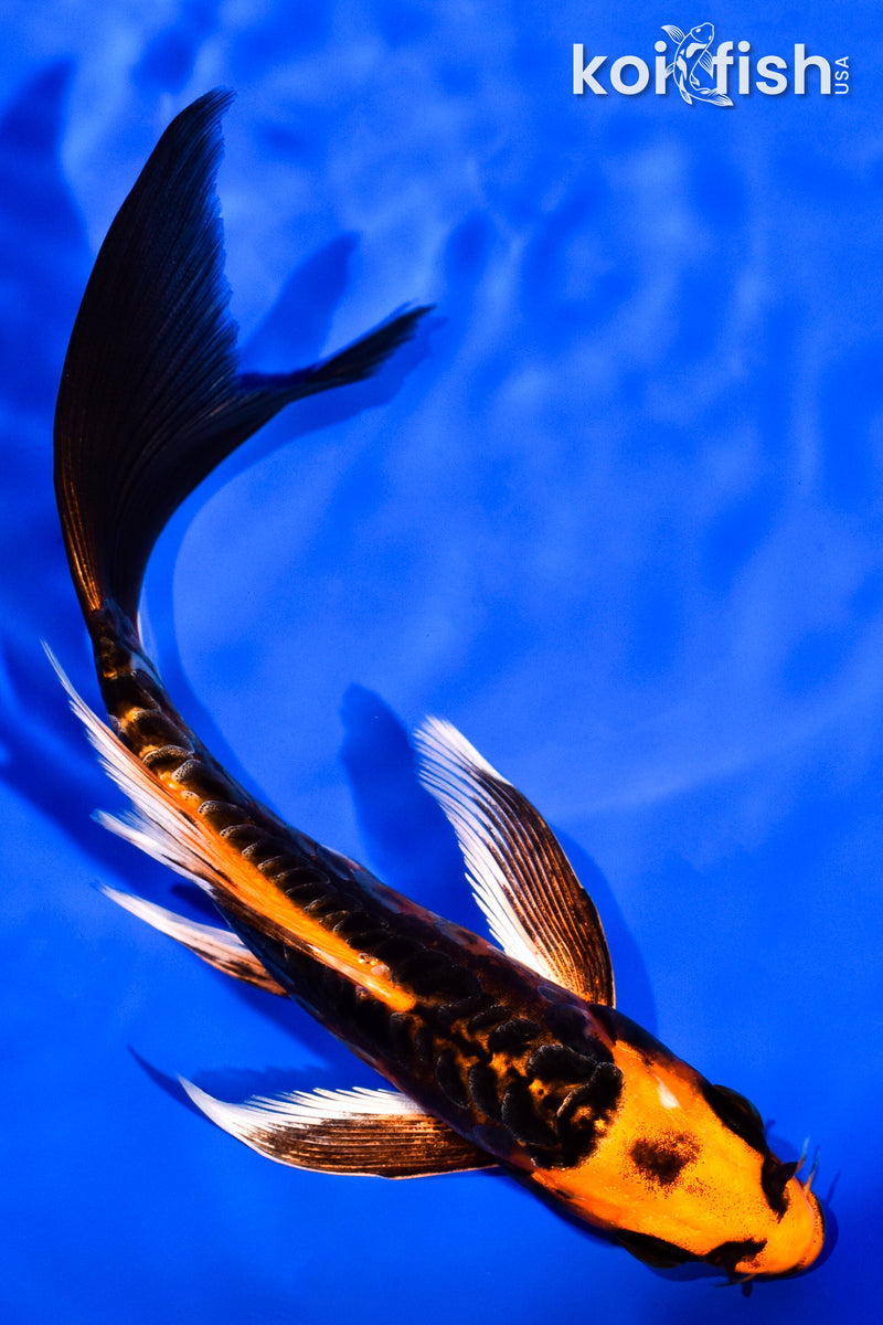 6.25" ARAGOKE BENI KIKOKURYU BUTTERFLY