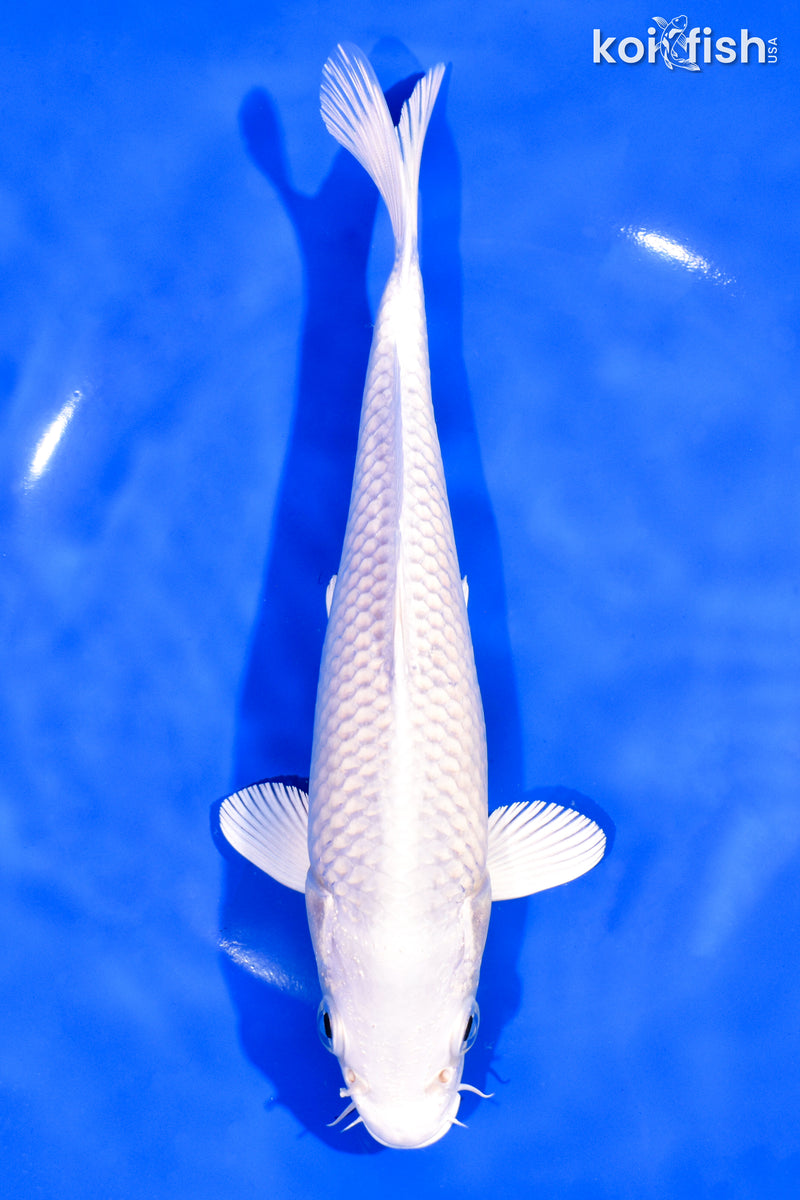 8" PLATINUM OGON