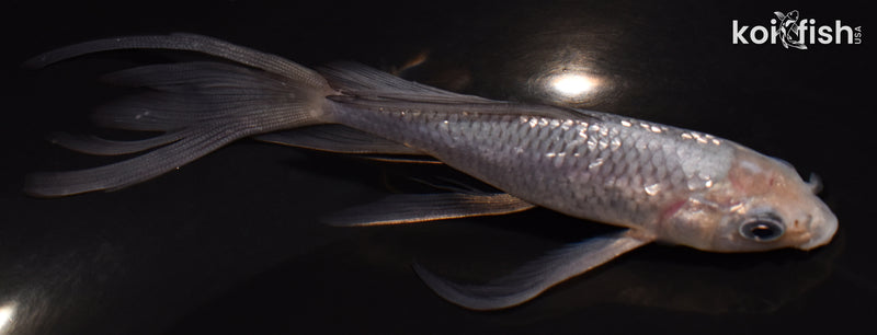 5.25" GINRIN SORAGOI BUTTERFLY